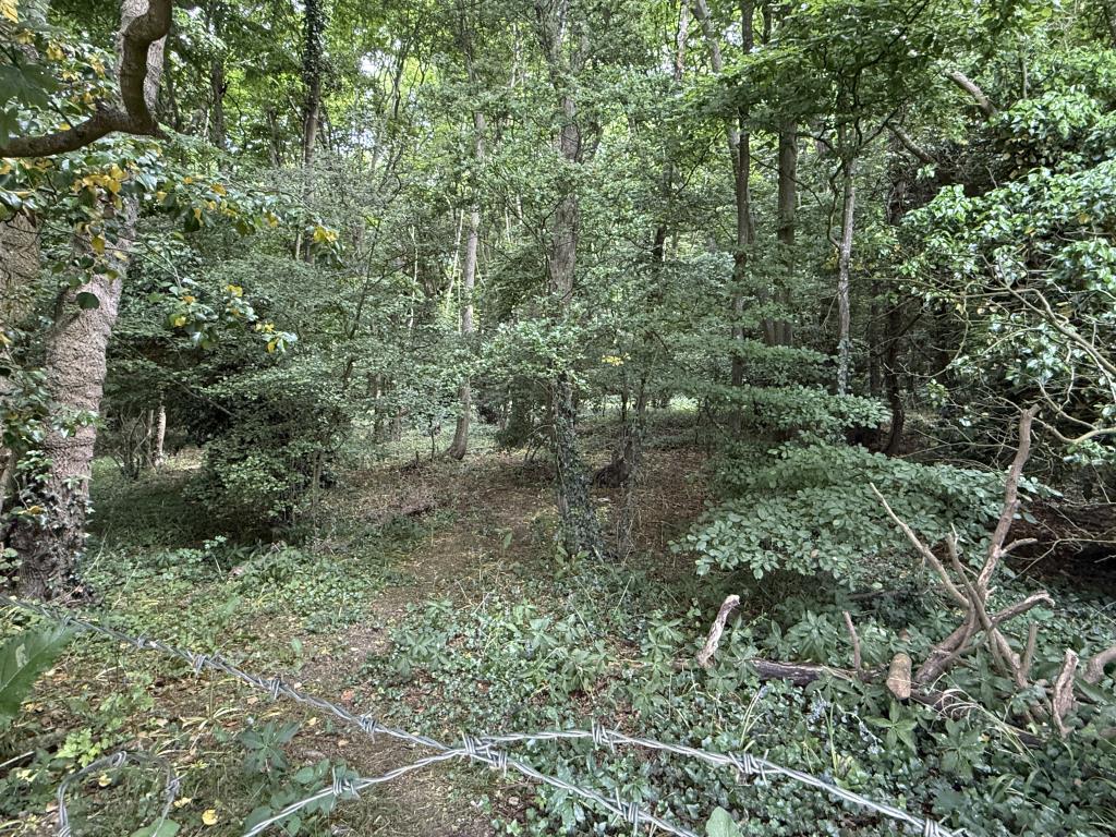 Lot: 2 - NEARLY 27 ACRES OF WOODLAND - View into Woodland from South West Boundary
